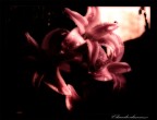 fiori fiori