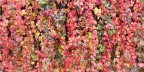 Autunno Autunno