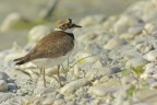 Corriere piccolo (Charadrius dubius) Corriere piccolo (Charadrius dubius)
