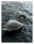 Cigno Cigno