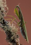 mantide religiosa mantide religiosa