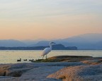 Garzetta al tramonto Garzetta al tramonto