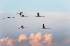 In volo In volo