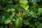 | In the jungle | | In the jungle |
