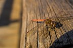 Libellula Libellula