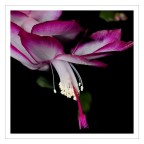 Schlumbergera Schlumbergera