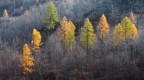 Bosco misto autunnale Bosco misto autunnale