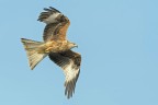 Nibbio reale (Milvus milvus) Nibbio reale (Milvus milvus)
