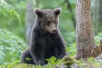 Orso bruno Orso bruno