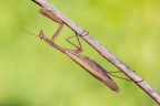 Mantide religiosa Mantide religiosa