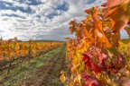 autunno in vigna autunno in vigna