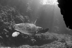Un tuffo nella luce Un tuffo nella luce