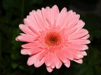 Gerbera