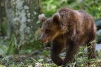 Orso bruno #2 Orso bruno #2