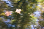 Movimenti d'autunno