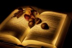 Calore delle luci di un libro nel freddo autunno Calore delle luci di un libro nel freddo autunno
