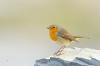 Pettirosso Pettirosso