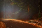 Vieni! C'è una strada nel bosco... Vieni! C'è una strada nel bosco...