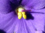 fiore blu