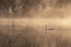 l'eleganza del cigno l'eleganza del cigno