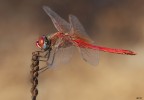 Sympetrum fonscolombii, maschio maturo Sympetrum fonscolombii, maschio maturo