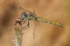 Sympetrum fonscolombii femmina Sympetrum fonscolombii femmina