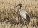 Ibis Sacro Ibis Sacro