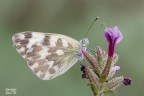 Pontia edusa Pontia edusa