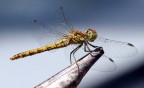 Libellula Libellula