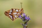 Issoria lathonia Issoria lathonia