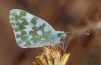Pontia edusa Pontia edusa