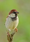 Passer italicus