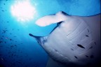manta birostris
