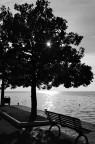 Ho scattato questa foto a Bardolino, sul lago di Garda, all'inizio di dicembre. La giornata era bellissima e limpida, ero seduto su una panchina all'ombra di questa pianta, quando ho alzato lo sguardo e ho visto che la luce del sole, attraverso le piante, faceva esattamente l'effetto "incisione" che mi piace molto nei controluce. Il bianco e nero, in questo caso, mi piaceva di pi� del colore, per aumentare ulteriormente l'incisione e dar un vago senso di vintage.