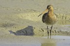 Pittima reale (Limosa limosa)