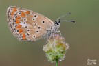 Aricia agestis Aricia agestis