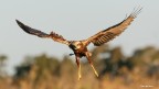 Falco di Palude... Falco di Palude...