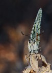Papilio machaon 2 Papilio machaon 2