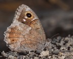 Hipparchia statilinus Hipparchia statilinus