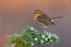 semplicemente robin