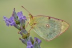 Colias