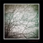 .....selva selvaggia e aspra e forte che nel pensier rinova