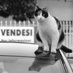 vendesi