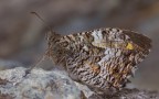 Hipparchia neapolitana Hipparchia neapolitana