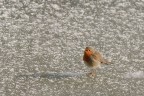Lo smarrimento del pettirosso Lo smarrimento del pettirosso