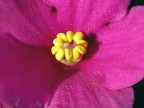 fiore rosso fiore rosso