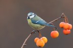 cinciarella a colori