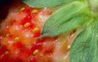 Fragola Fragola