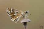 Pyrgus