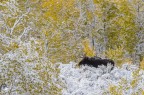 Alce nel giallo Alce nel giallo